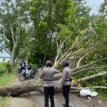 Pohon tumbang di jalan taman ria, Kota Gorontalo. Foto: Istimewa