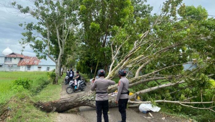 Pohon tumbang di jalan taman ria, Kota Gorontalo. Foto: Istimewa