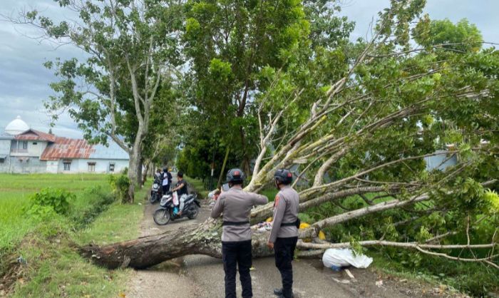 Pohon tumbang di jalan taman ria, Kota Gorontalo. Foto: Istimewa