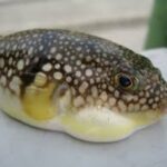 Gambar ilustrasi ikan buntal