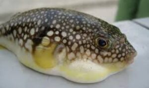 Gambar ilustrasi ikan buntal