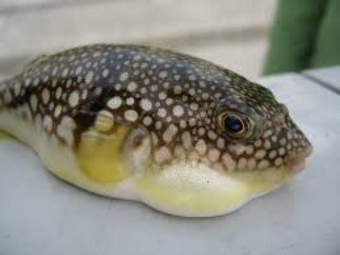 Gambar ilustrasi ikan buntal