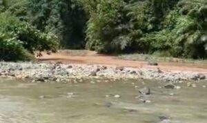 terlihat dua sungai berdampingan, satu keruh, dan satunya jernih. foto: tangkapan layar video