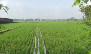 Sawah Kota Gorontalo