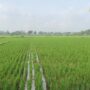 Sawah Kota Gorontalo
