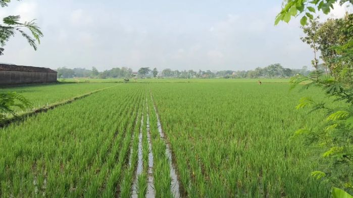 Sawah Kota Gorontalo
