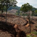 Wilayah konsesi hutan tanaman energi. Foto: FWI/Infis