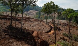 Wilayah konsesi hutan tanaman energi. Foto: FWI/Infis