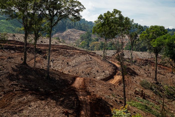 Wilayah konsesi hutan tanaman energi. Foto: FWI/Infis