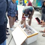 Badan Karantina Gorontalo saat memeriksa boks yang berisi dagig tikus. Foto: Dok Istimewa