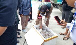Badan Karantina Gorontalo saat memeriksa boks yang berisi dagig tikus. Foto: Dok Istimewa