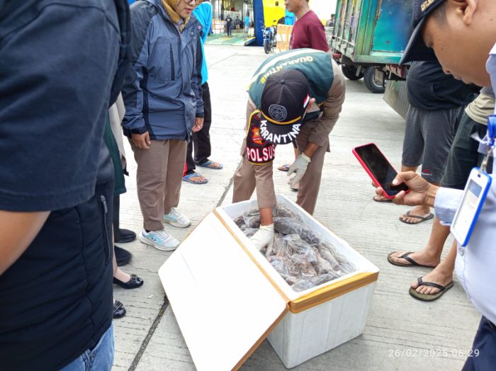 Badan Karantina Gorontalo saat memeriksa boks yang berisi dagig tikus. Foto: Dok Istimewa