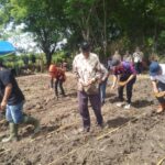 Masyarakat melakukan penanaman jagung bersama BTL dan IGL. Foto: Simpulindo