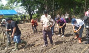 Masyarakat melakukan penanaman jagung bersama BTL dan IGL. Foto: Simpulindo