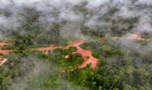 Kawasan hutan Boven Digoel, Papua. Foto: FWI