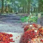 Gambar ilustrasi sawit