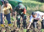 Pastikan Pakan Ternak Aman, Thariq Tanam Rumput Odot Untuk G210