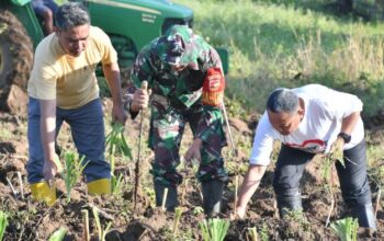 Bupati Kab. Gorut, Thariq Modanggu bersama Babinsa dan Camat melakukan penanaman rumput odot. Foto: Adrian