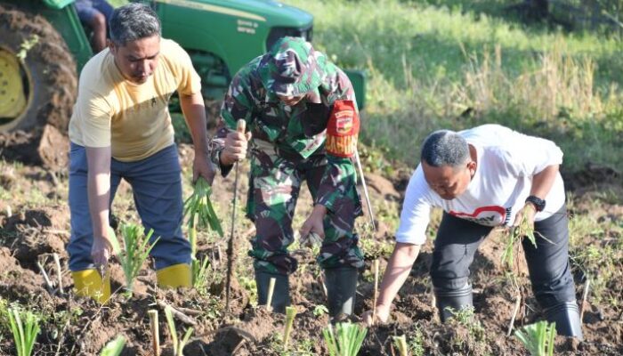 Pastikan Pakan Ternak Aman, Thariq Tanam Rumput Odot Untuk G210
