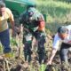 Bupati Kab. Gorut, Thariq Modanggu bersama Babinsa dan Camat melakukan penanaman rumput odot. Foto: Adrian