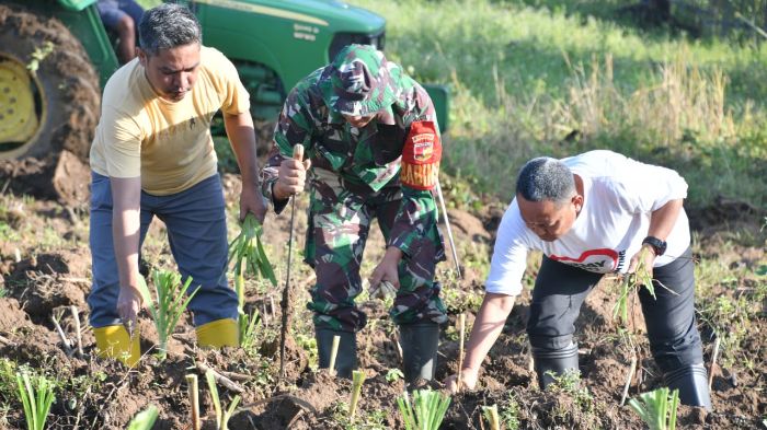 Bupati Kab. Gorut, Thariq Modanggu bersama Babinsa dan Camat melakukan penanaman rumput odot. Foto: Adrian