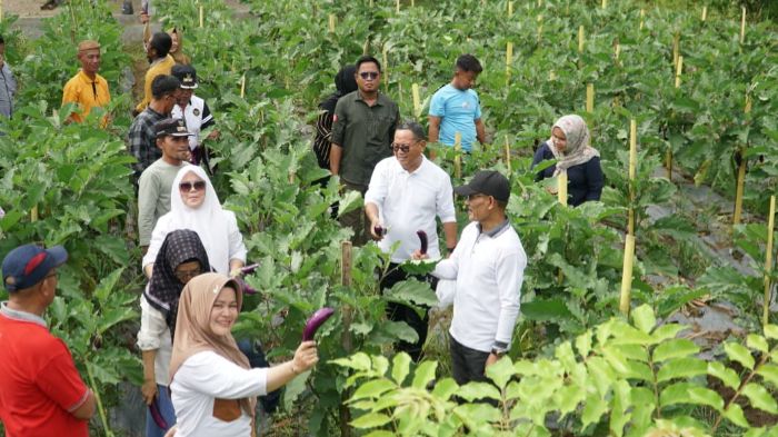 Bupati Gorontalo Utara, Thariq Modanggu, memanen terong bersama pemilik kebun. Foto: Larso