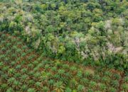 Aktivis Desak IMO untuk Tidak Memasukkan Biofuel ke dalam Kerangka Net-Zero