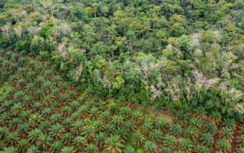 Foto: Dok. FWI/Infis