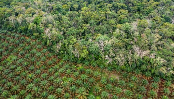 Aktivis Desak IMO untuk Tidak Memasukkan Biofuel ke dalam Kerangka Net-Zero