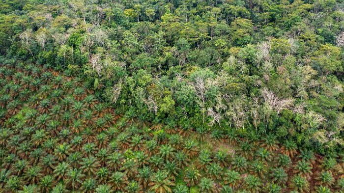 Foto: Dok. FWI/Infis