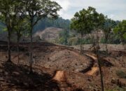 Hutan alam yang telah dibabat perusahaan biomasa di Gorontalo. Foto: Dok. FWI