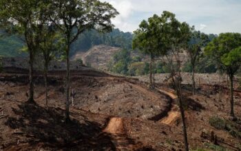 Hutan alam yang telah dibabat perusahaan biomasa di Gorontalo. Foto: Dok. FWI