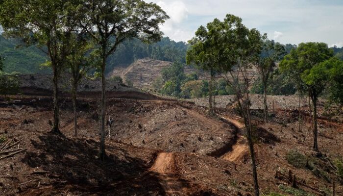 LSM Jepang dan Indonesia Desak Hanwa Hentikan Impor Pelet Kayu dari Indonesia
