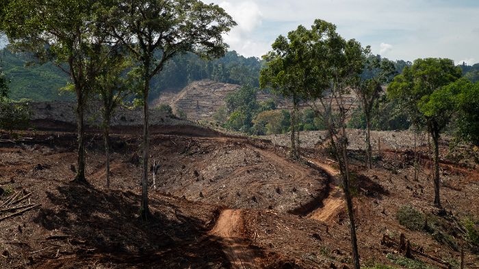 Hutan alam yang telah dibabat perusahaan biomasa di Gorontalo. Foto: Dok. FWI