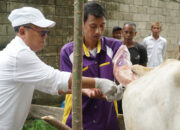 Lewat G210 Plus, Gorut Perkuat Pasokan Pangan Program Prabowo–Gibran