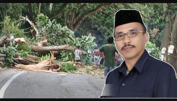 DLH Gorontalo Utara Tanggapi Sorotan Penebangan Pohon di Tanjakan Pontolo