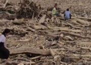 Pemerintah Aceh Perpanjang Status Tanggap Darurat Bencana hingga 8 Januari 2026