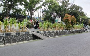 Jagung di Median Jalan Ganggu Keselamatan, DPRD Kota Gorontalo Minta Penertiban