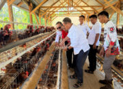 Usai Idulfitri, Bupati Thariq Tancap Gas: Tinjau dan Panen Ayam Petelur di Tomilito