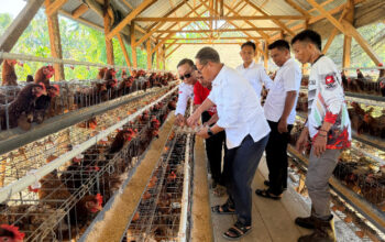 Usai Idulfitri, Bupati Thariq Tancap Gas: Tinjau dan Panen Ayam Petelur di Tomilito
