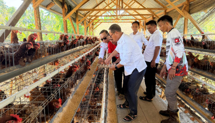 Usai Idulfitri, Bupati Thariq Tancap Gas: Tinjau dan Panen Ayam Petelur di Tomilito