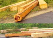 Ilegal Logging diduga Masi Marak di Sumalata, Kayu Berjejer di Pinggir Jalan