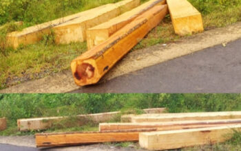 Ilegal Logging diduga Masi Marak di Sumalata, Kayu Berjejer di Pinggir Jalan
