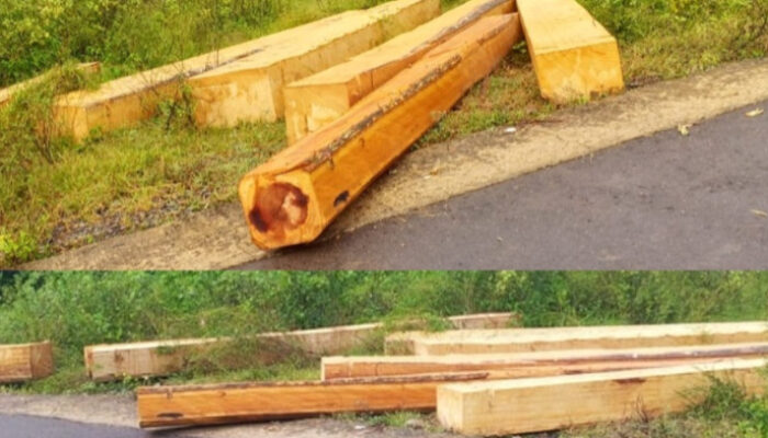 Ilegal Logging diduga Masi Marak di Sumalata, Kayu Berjejer di Pinggir Jalan