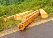 Kayu Hasil Ilegal Loging diduga Disuplai ke Somil besar di sumalata