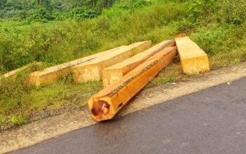 Kayu Hasil Ilegal Loging diduga Disuplai ke Somil besar di sumalata