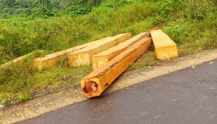 Kayu Hasil Ilegal Loging diduga Disuplai ke Somil besar di sumalata