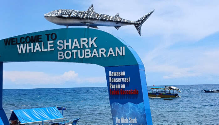 Hiu Paus Jadi Primadona Wisata Peserta PENAS XVII di Gorontalo