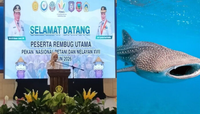 Wagub Idah Promosikan Hiu Paus Gorontalo di Forum KTNA 2026